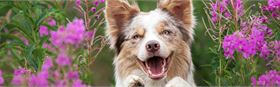 Top Dog Film Festival 2025