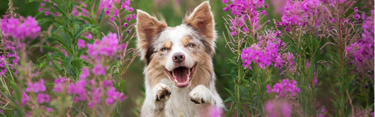 Top Dog Film Festival 2025