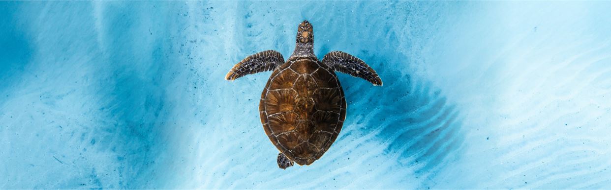 Ocean Film Festival World Tour 2026