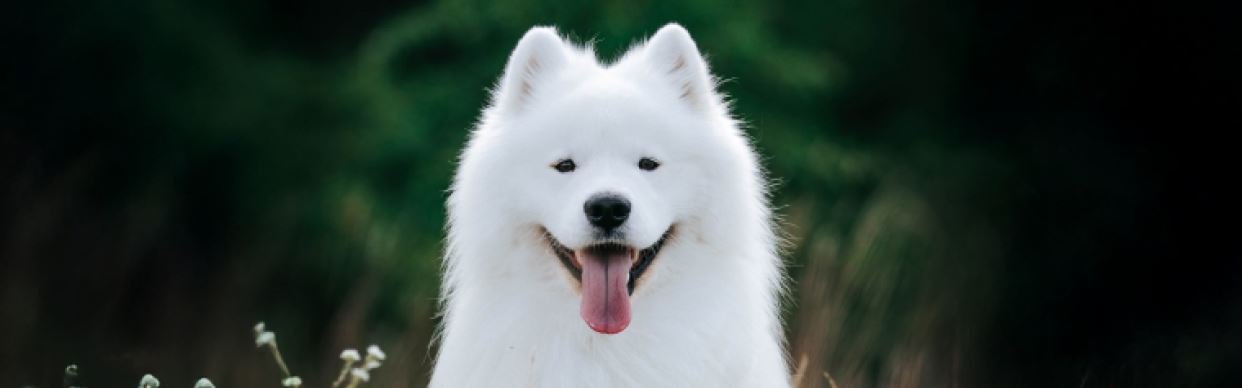 Top Dog Film Festival 2026